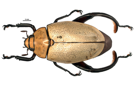 Heterosternus galindorum